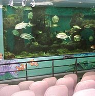Penang aquarium batu maung